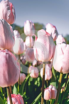 A beautiful tullip field in The Netherlands during spring