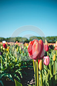 A beautiful tullip field in The Netherlands during spring