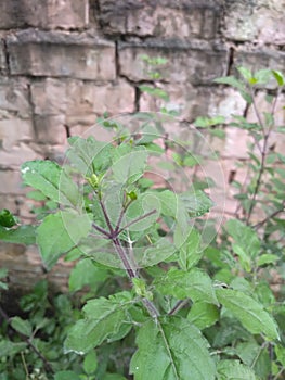 Tulsi