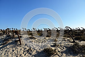 Tuna and anchors museum in Praia do Barril beach in the Ria Formosa natural park in Luz de Tavira photo