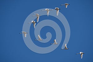 Beautiful Tundra Swans Flying Against a Blue Sky Background