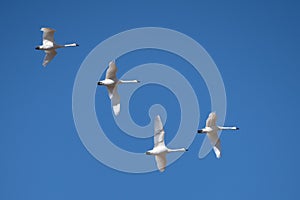 Beautiful Tundra Swans Flying Against a Blue Sky Background