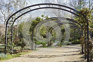 Beautiful tunnel at Descanso Garden photo