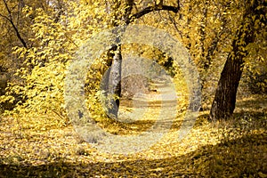 Beautiful Tunnel path of Autumn Leaves in Bandelier National Monument New Mexico