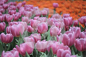 Beautiful tupil flowers