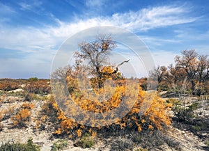 A beautiful Turanga tree with yellow leaves grows from a Saxaul bush in the Kazakhstan desert in autumn