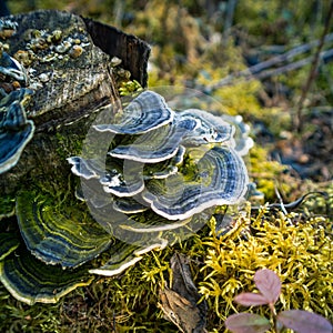 A beautiful turkey tail mushroom growing on an old tree stump. Trametes versicolor in spring.