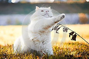 Beautiful Turkish Angora cat