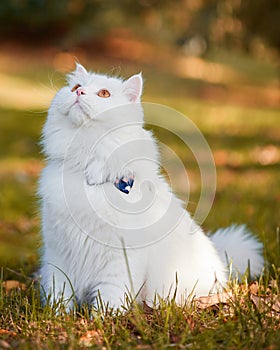 Beautiful Turkish Angora cat