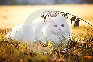 Beautiful Turkish Angora cat photo