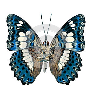 Beautiful turqouise blue butterfly, Common Commander (moduza pro photo