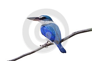 Beautiful turquoise blue bird withlarge beak and white chest perching on thin branch showing its fine back feathers isolated on