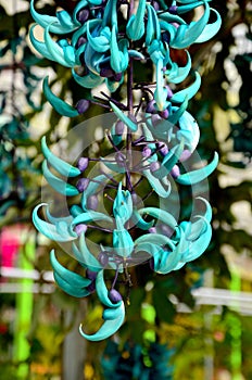 Beautiful turquoise blue and purple hanging plant with curved buds in tropical Cameron Highlands Malaysia