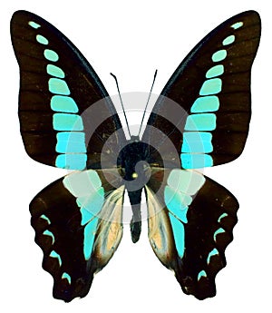 Beautiful turquoise butterfly isolated on white. Graphium sarpedon from Philippines. Collection butterflies.