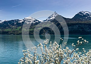 Beautiful turquoise mountain lake panorama with snow-covered peaks and green meadows and forests and blooming trees in the foregro