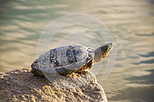A beautiful turtle basking in the sun