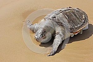 Beautiful turtle on beach