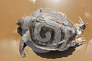 Beautiful turtle on beach