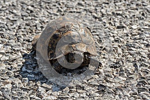 Beautiful turtle crawls across the road