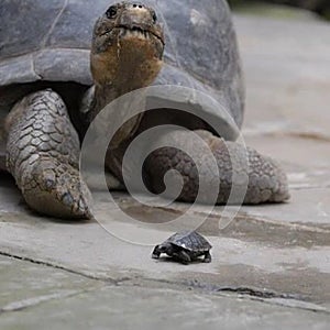 Beautiful turtle and the little one interacting photo