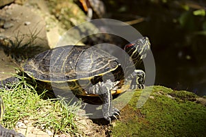 Beautiful Turtle Outdoors. Red-Eared Slider. Red-Eared Terrapin.