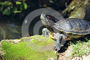 Beautiful Turtle Outdoors. Red-Eared Slider. Red-Eared Terrapin.