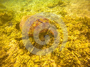 Beautiful turtle in the Philippines