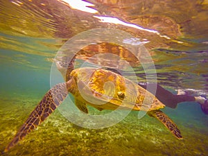 Beautiful turtle in the Philippines