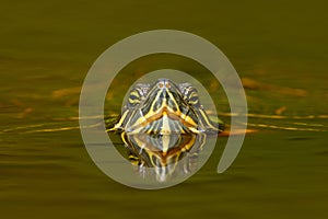 Beautiful turtle in the river. Red-eared slider, Trachemys scriptta. Tortoise in nature river habitat. Tortoise detail face portra