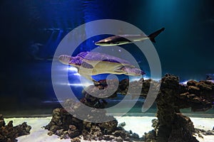 Beautiful turtle and shark swimming in aquarium
