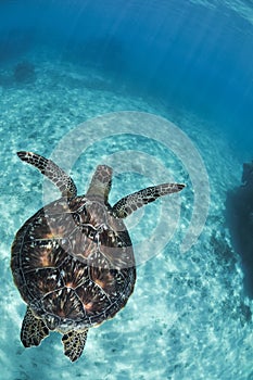 Beautiful turtle swimming in clear waters of Okinawa