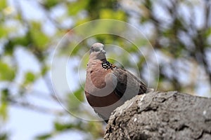 Beautiful turtledove