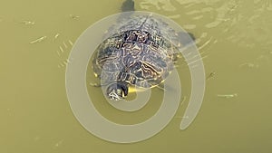 Beautiful turtles swim among small fish in the pond