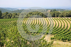 Beautiful Tuscan Vineyards, Italy