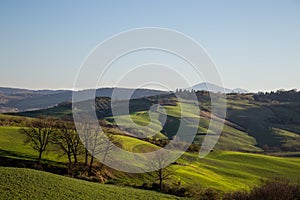 Beautiful Tuscany landscape in spring time with wave green hills and isolated trees. Tuscany, Italy, Europe