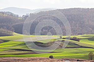 Beautiful Tuscany landscape in spring time with wave green hills and isolated trees. Tuscany, Italy, Europe