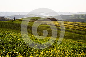 Beautiful Tuscany landscape in spring time with wave green hills and isolated trees. Tuscany, Italy, Europe