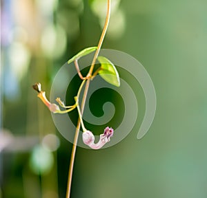 Beautiful twig Ceropegia Woodii with flower on natural green blu