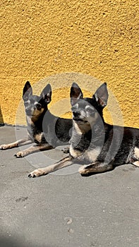 Beautiful twin dogs Pincher breed