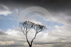 Beautiful twin trees in the cloudy blue sky