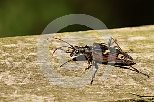 A beautiful Two-banded Longhorn Beetle Rhagium bifasciatum perching on a log in woodland.