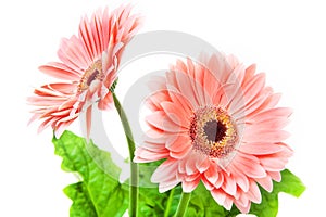 Beautiful two colorful gerbera flower.