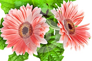 Beautiful two colorful gerbera flower.