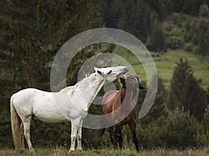 Beautiful two horses playing on a green landscape with fir trees in background. Comanesti, Romania