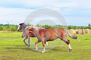 Beautiful two horses running at a gallop in the pasture, in the field, free in summer time