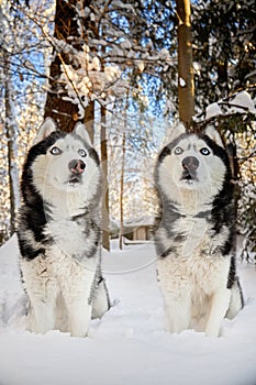 Beautiful two husky dogs. Winter portrait of a Siberian husky dogs in sunny snowy forest.