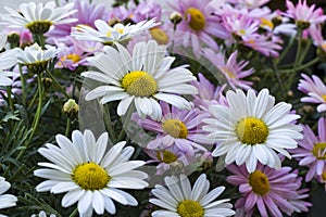 Beautiful two kinds of daisies background,seasonal concept