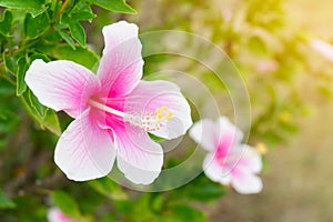 Beautiful two Pink Habiscus in the garden,copy space