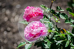 The Beautiful two pink rose flower in a spring season at a botanical garden.