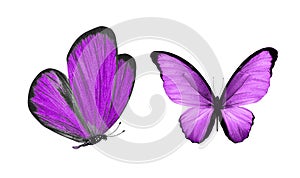 Beautiful two purple butterflies isolated on white background